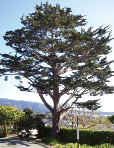 UN BIG MAC (MACROCARPA) DE 20 MÈTRES DANS LA MAUVAISE DIRECTION